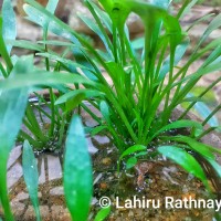 Cryptocoryne parva de Wit